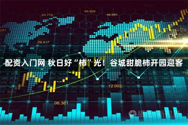 配资入门网 秋日好“柿”光！谷城甜脆柿开园迎客